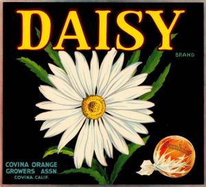 Daisy - Fruit Crate Label