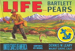 Life Bartlett Pears