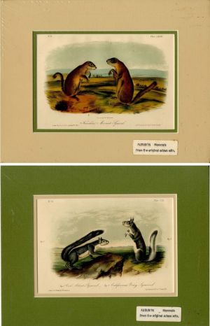 Pair of Audubon Prints