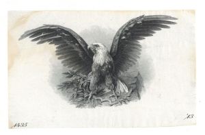 Engraving of Bald Eagle - Americana