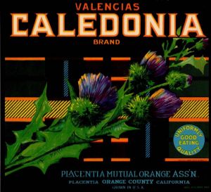 Valencias Caledonia - Fruit Crate Label